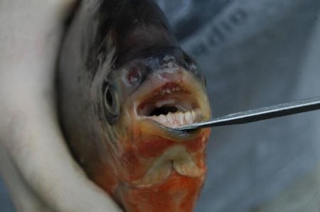 В США поймали рыбу с "человеческими" зубами