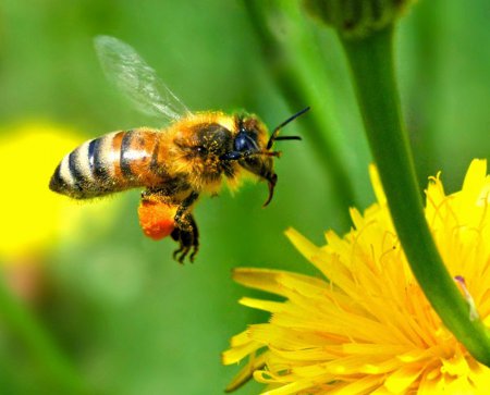 Ученые связали гибель пчел с рапсом