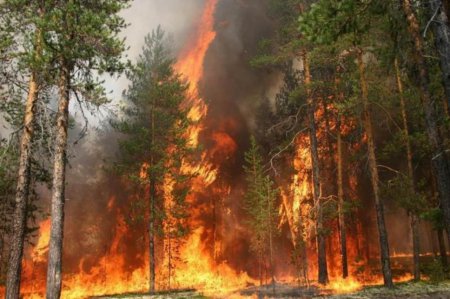 Разработки ученых из Томска помогут прогнозировать лесные пожары