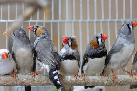 Ученые узнали почему птицы поют яйцам