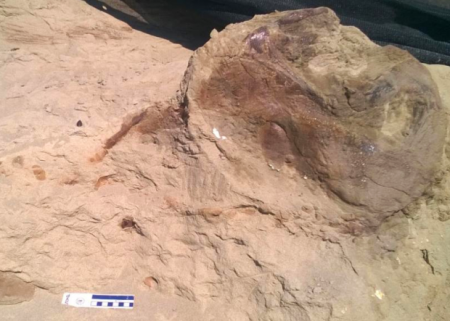 В США откопали самый сохранившийся скелет тираннозавра