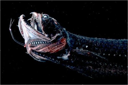 Учёные получили новые сведения о рыбе-драконе