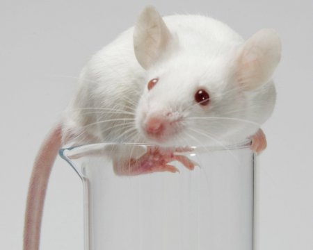 Ученые смогли сделать мышь полностью невидимой