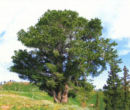 Ученые нашли самое старое дерево в Европе