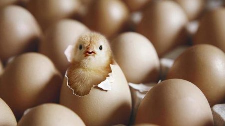 Циклопы приближают к разгадке дилеммы «курица или яйцо» - учёные