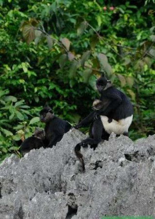 Во Вьетнаме нашли группу приматов, которые находятся на грани исчезновения
