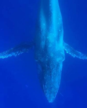 Больного горбатого кита заметили на Гавайских островах