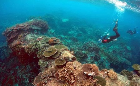 Ученые: Найден новый огромный риф, который был прикрыт Большим Барьерным рифом