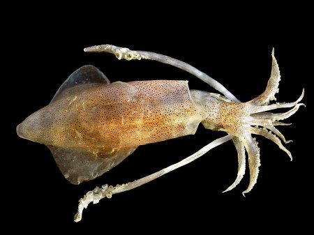 Учеными разработано уникальное самовосстанавливающееся покрытие из протеинового экстракта кальмара