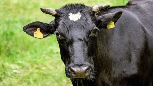 В «Мираторге» откажутся от импорта быков-производителей и откроют специальную ферму