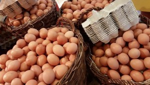 Вологодская область собирается расширять производство яиц