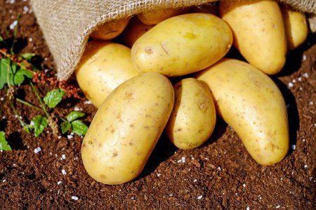 «Российские ученые предлагают выращивать более здоровый и дешевый семенной картофель» Сельское хозяйство