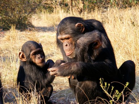 Ученые рассказали, как шимпанзе делятся опытом с потомством