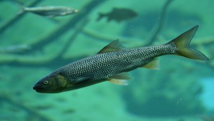 Саратовская область наращивает рыбное производство