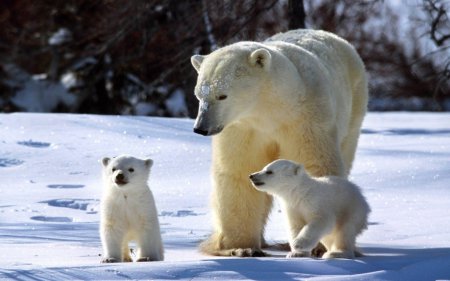 Ученые из РФ и США исследуют популяцию белых медведей на Чукотке
