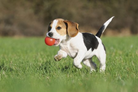Ученые раскрыли способ одомашнивания собак