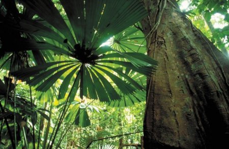 Ученые обнаружили самое высокое тропическое дерево на планете