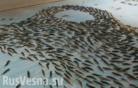 Их нравы: в Японии вморозили в лед катка 5 тысяч рыб (ФОТО)