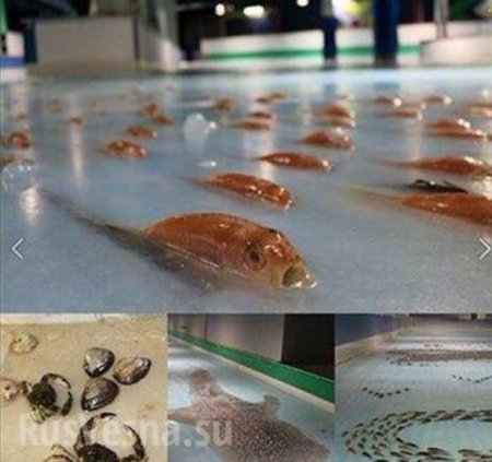 Их нравы: в Японии вморозили в лед катка 5 тысяч рыб (ФОТО)