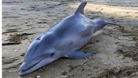 Учёные заявили, что дельфины гибнут из-за контакта с людьми