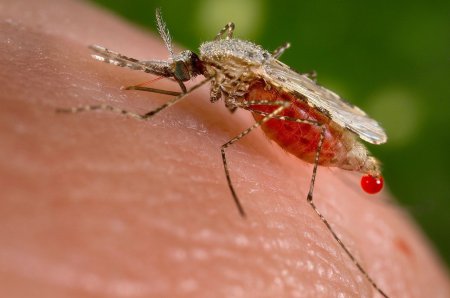 Ученые: в Якутии обнаружены малярийные комары