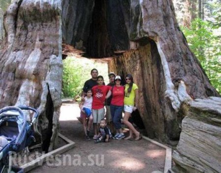 В США рухнуло знаменитое дерево-туннель (ФОТО, ВИДЕО)