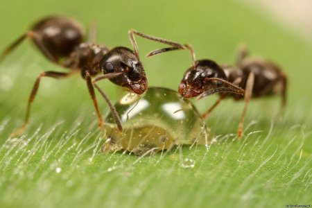 Учёные создали первых в мире генетически модифицированных муравьёв