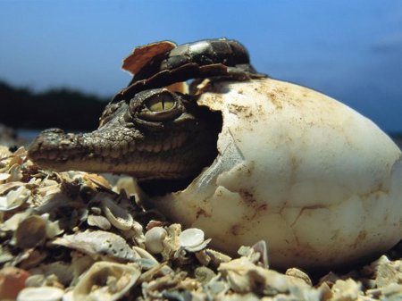 В Португалии палеонтологи нашли яйца древнейших крокодилов