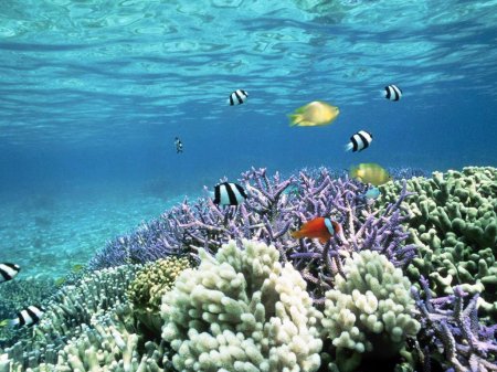 Ученые из США представили план по спасению коралловых рифов