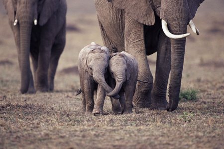 Фотоподборка дня: слоновья нежность