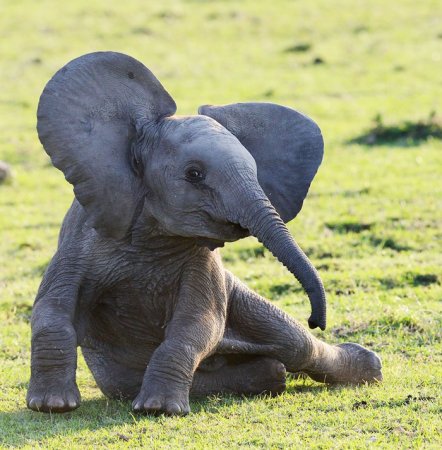 Фотоподборка дня: слоновья нежность