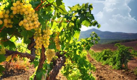 Правительство выделило на развитие виноградарства Крыма 287 млн рублей