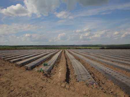 «В Нижегородской области открылось промышленное производство ягод» Новые и модернизированные предприятия агропрома