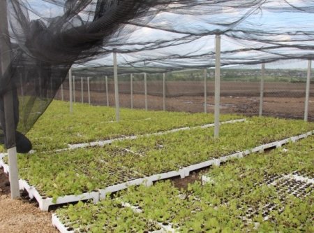 «В Нижегородской области открылось промышленное производство ягод» Новые и модернизированные предприятия агропрома