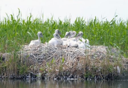 «Орнитологи спасают колонию кудрявого пеликана под Омском» Лесоводство, Рыбоводство, Экология