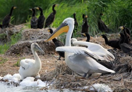 «Орнитологи спасают колонию кудрявого пеликана под Омском» Лесоводство, Рыбоводство, Экология