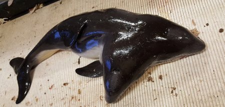 В Голландии рыбаки поймали двухголового дельфина