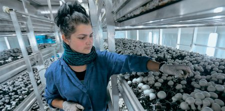 «Компания «Грибная радуга» - открыла комплекс по выращиванию шампиньонов в Курске
