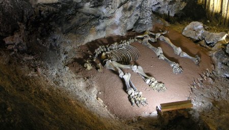 Ученые случайно раскопали скелетов динозавров в Красноярском крае
