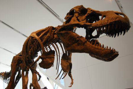 Учёные с помощью модели Тиранозавра Рекса доказали его неуклюжесть