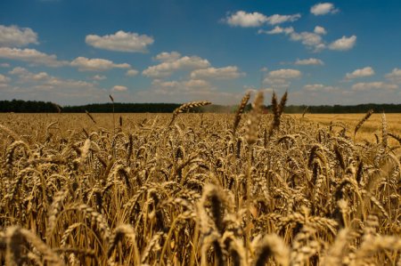 «Аграрии Кубани впервые вырастили пшеницу первого и второго класса» Сельское хозяйство