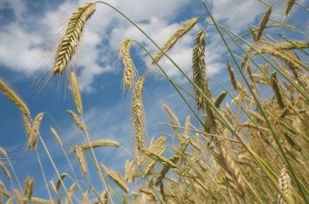 «Лаос, Колумбия, Венесуэла и Мексика начали закупать российское зерно» Экспорт