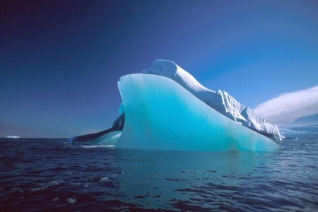 Исследователи обнаружили странное существо во льдах Арктики: Мутант или новый вид животного?