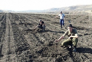 В Карачаево-Черкесии высаживают яблоневые и ореховые сады Агропром и пищевая промышленность