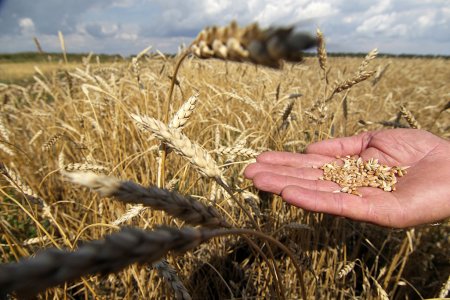 В ЕАЭС создадут единый рынок семян сельскохозяйственных растений