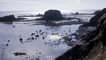 Учёные нашли на Курилах около 30 новых видов обитателей моря