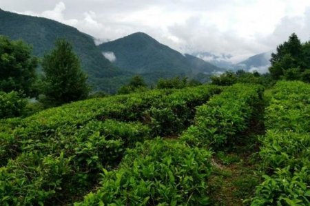 Рекордный урожай чая собран в Краснодарском крае (Итоги года) Агропром и пищевая промышленность