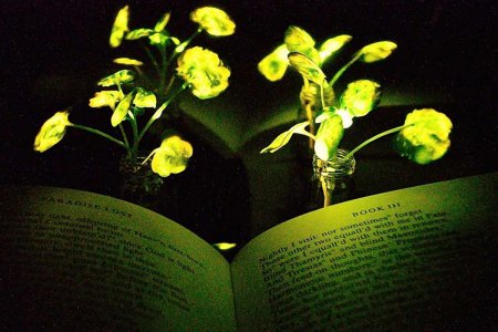 Ученые из MIT создали светящиеся растения