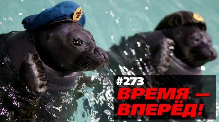 Топ Российских открытий 2017 года: боевые тюлени, вечные дороги и много другого