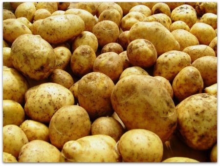 Уровень обеспеченности России картофелем сокращается на ежегодной основе 